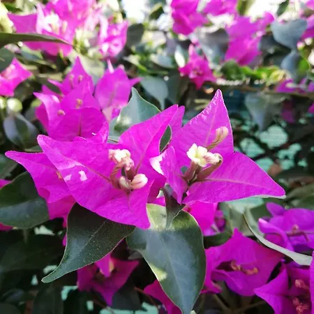 شقة Chriselina Gottage