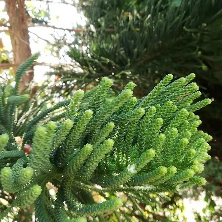 Chriselina Gottage *