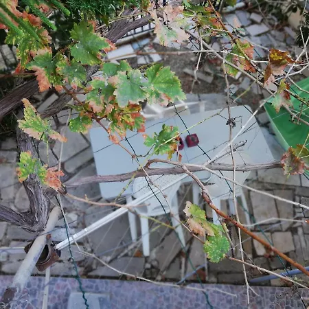 Chriselina Gottage بافوس