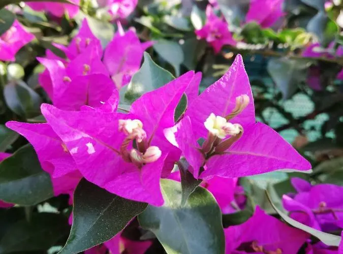 Διαμέρισμα Chriselina Gottage