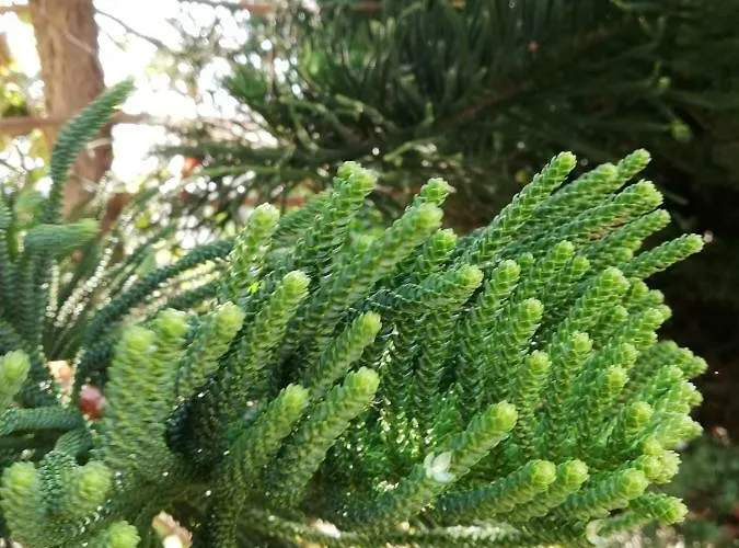 Chriselina Gottage *