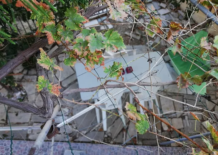 Chriselina Gottage Πάφος